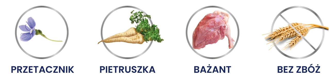 kurczak kot.jpg