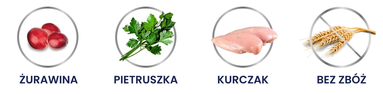 kurczak kot.jpg
