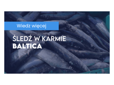 Śledź - zdrowy bo tłusty 