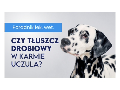 Czy tłuszcz drobiowy może uczulać?