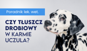 Czy tłuszcz drobiowy może uczulać?