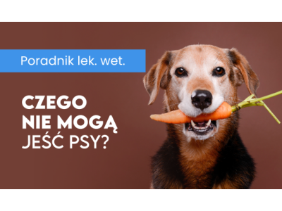 Czego nie mogą jeść psy? 