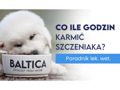 Co ile godzin podawać posiłek szczeniakowi? 