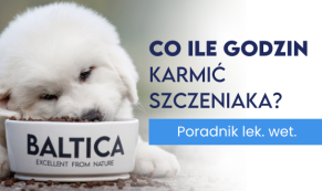 Co ile godzin podawać posiłek szczeniakowi? 