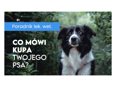 Co mówi kupa Twojego psa? Klucz do zdrowia czworonoga.