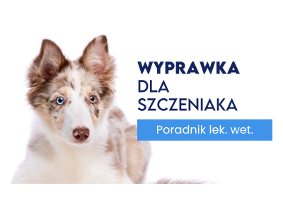 Jak przygotować wyprawkę dla szczeniaka? Nie kupuj na zapas!