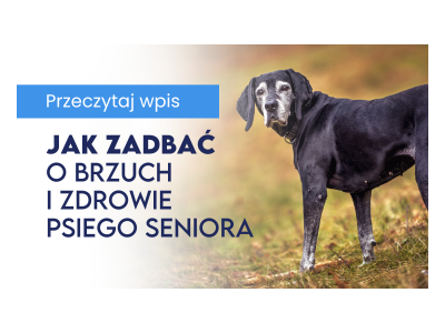 Jak zadbać o brzuch i zdrowie psiego seniora?