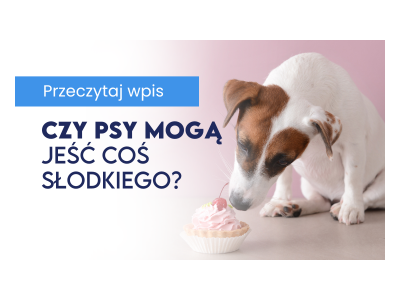 Czy psy mogą jeść coś słodkiego?