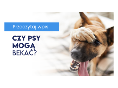 Czy psy mogą bekać? 