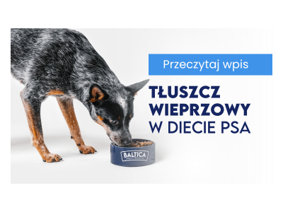 Tłuszcz wieprzowy w diecie psa – niedocenione źródło zdrowia i energii
