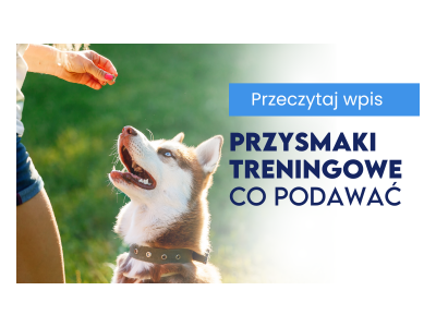 Najlepsze przysmaki treningowe – co podawać, by skutecznie motywować psa?