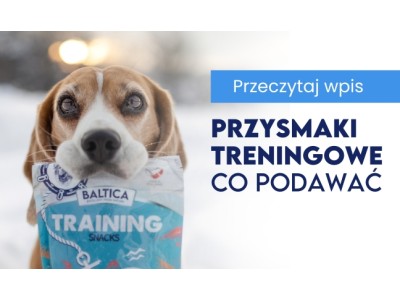 Najlepsze przysmaki treningowe – co podawać, by skutecznie motywować psa?