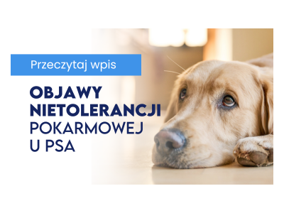 5 najczęstszych objawów nietolerancji pokarmowej u psa, które łatwo zlekceważyć