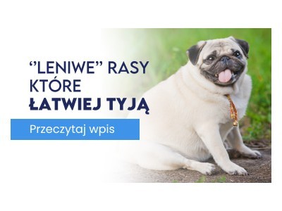 „Leniwe” rasy, które łatwo tyją – jak żywienie może im pomóc w aktywizacji?