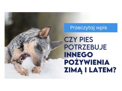 Dieta sezonowa – czy pies potrzebuje innego pożywienia zimą i latem?