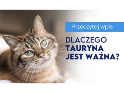 Tauryna – Niezastąpiony Strażnik Kociego Zdrowia