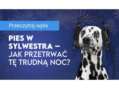 Pies w Sylwestra – jak przetrwać tę trudną noc i pomóc pupilowi zachować spokój?