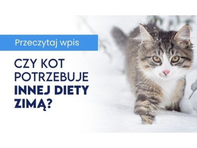 Zimowa odporność kota - jaka dieta wpływa na zdrowie w chłodnych miesiącach