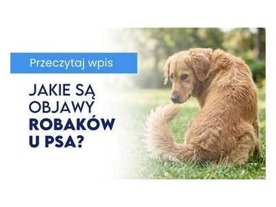 Jakie są objawy robaków u psa?