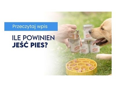 Ile powinien jeść pies?