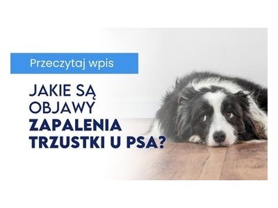Jakie są objawy zapalenia trzustki u psa?