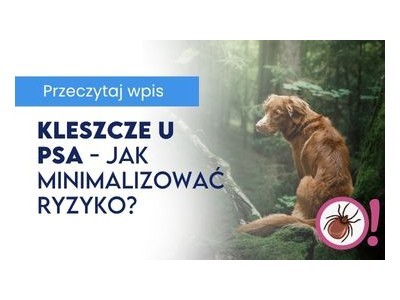 Kleszcze u psa - jak minimalizować ryzyko i co zrobić, gdy pasożyt już się pojawi?