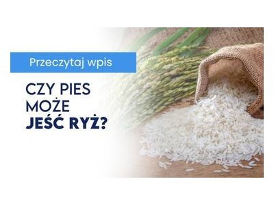 Czy pies może jeść ryż?