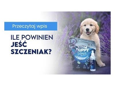 Ile powinien jeść szczeniak?