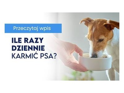 Ile razy dziennie karmić psa?