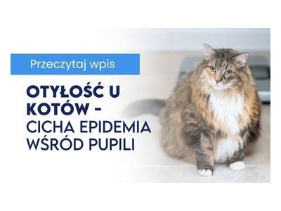 Otyłość u kotów - cicha epidemia wśród naszych pupili. Jak jej zapobiec i jak pomóc kotu wrócić do formy?
