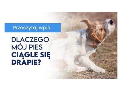 Dlaczego mój pies ciągle się drapie?