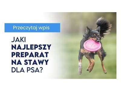 Kwas hialuronowy czy kolagen? Jak wybrać najlepszy preparat na stawy dla psa?