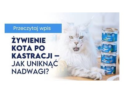 Żywienie kota po kastracji – jak uniknąć nadwagi i zadbać o nerki?