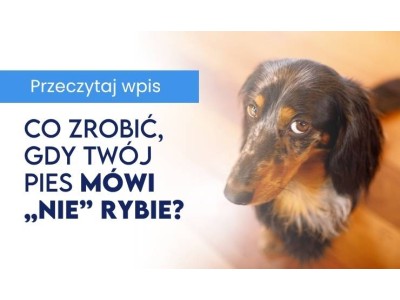 Karma monobiałkowa dla psa - co zrobić, gdy Twój pupil mówi „nie” rybie?