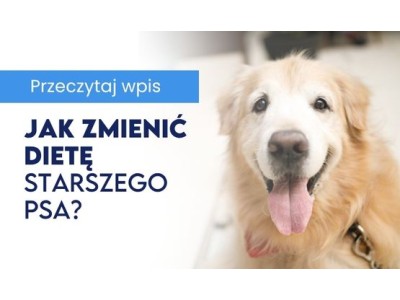 Senior w dobrej formie: jak zmienić dietę starszego psa?