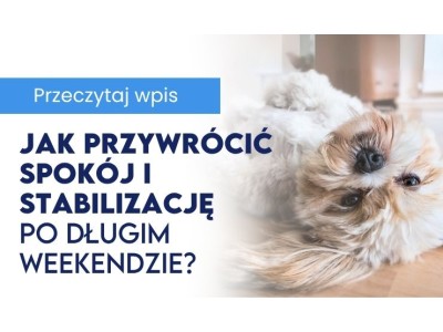 Poweekendowy reset psa - jak przywrócić czworonogowi spokój i stabilizację po długim weekendzie?