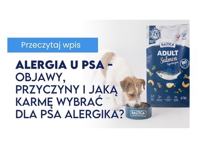 Alergia u psa – objawy, przyczyny i jaką karmę wybrać dla psa alergika?