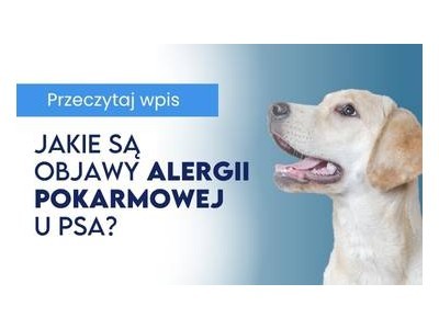Jakie są objawy alergii pokarmowej u psa?