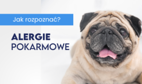 Alergie pokarmowe u psów