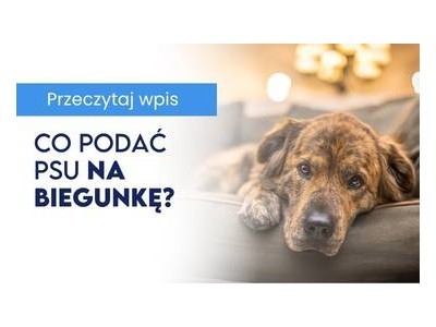 Co podać psu na biegunkę?