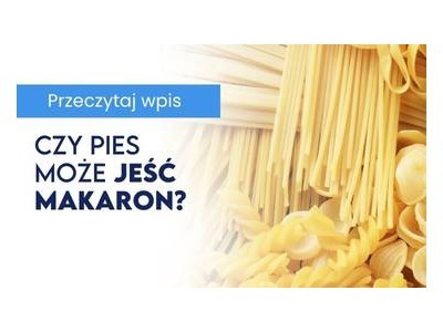 Czy pies może jeść makaron?