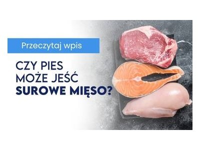 Czy pies może jeść surowe mięso?