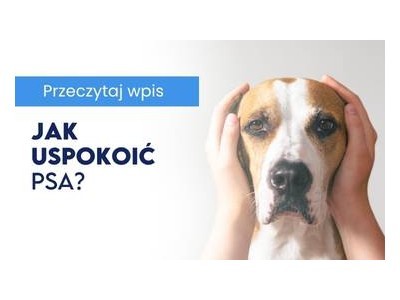 Jak uspokoić psa?