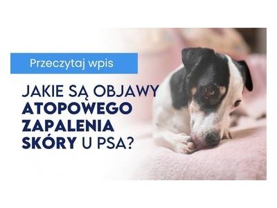 Jakie są objawy atopowego zapalenia skóry u psa?