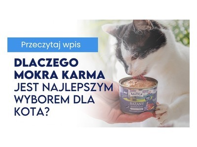 Dlaczego koty nie lubią wody? Dowiedz się jak karma mokra wspiera nawodnienie kota