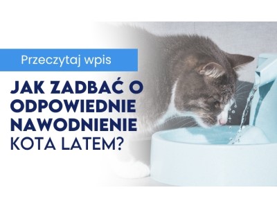 Kocie wakacje – dlaczego kot nie chce pić wody i jak zadbać o jego nawodnienie latem?