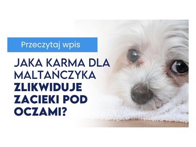 Jaka karma dla maltańczyka zlikwiduje zacieki pod oczami? 