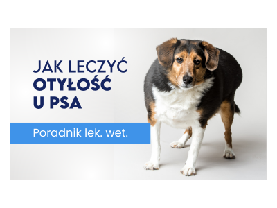 Otyłość u psów: Jak zapobiegać i leczyć przez dietę?