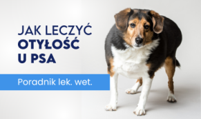 Otyłość u psów: Jak zapobiegać i leczyć przez dietę?