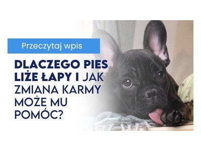 Dlaczego pies liże łapy i jak zmiana karmy może mu pomóc 